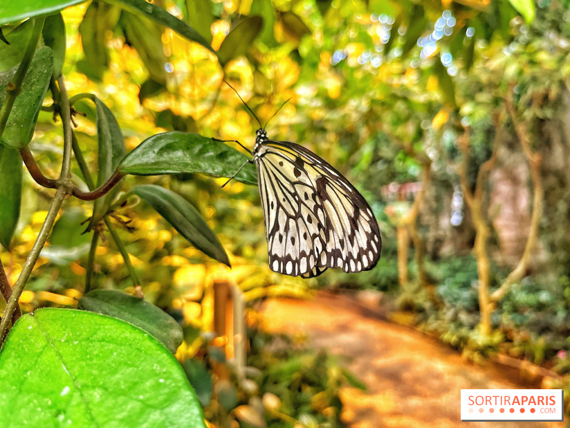 Serre Papillons - La Queue-lez-Yvelines