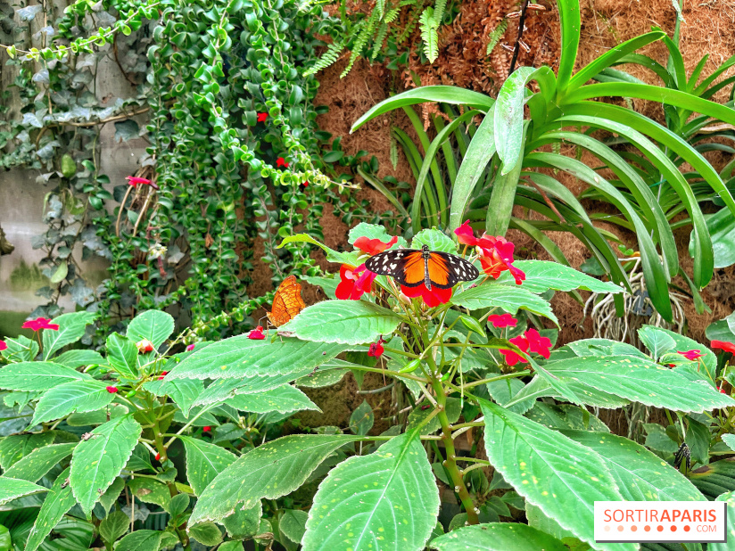 Serre Papillons - La Queue-lez-Yvelines