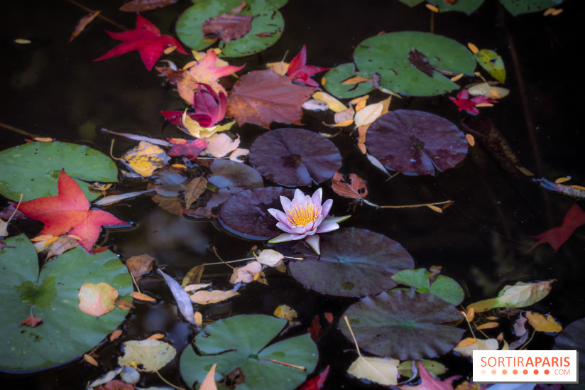 Les Jardins de la Maison Claude Monet à l'automne