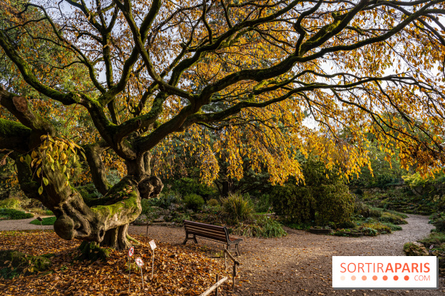 Le Jardin Alpin caché du Jardin des Plantes