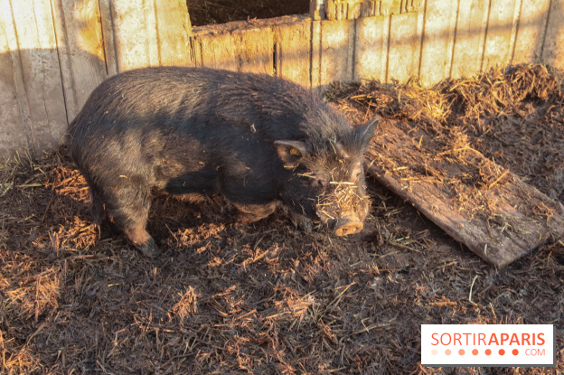 Fermes de Gally - Saint Denis - 9DA1B78D 2F81 458B A6A2 43632C343A31