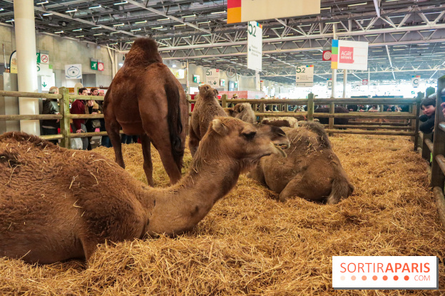 Salon de l'agriculture 2023 - 20230227185424 IMG 4021