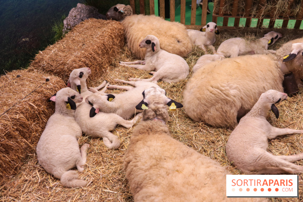 Salon de l'agriculture 2023 - (1)