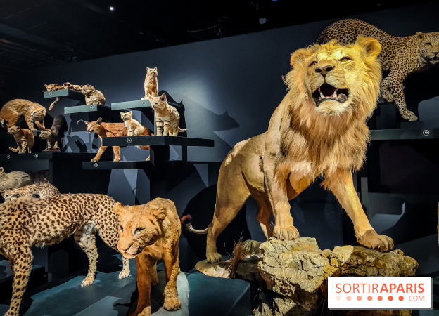 Félins, l'exposition qui nous fait craquer au Muséum national d'Histoire naturelle - photos - IMG20230321102227