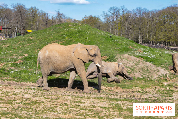 Zoo de Thoiry 2023 - Elephant
