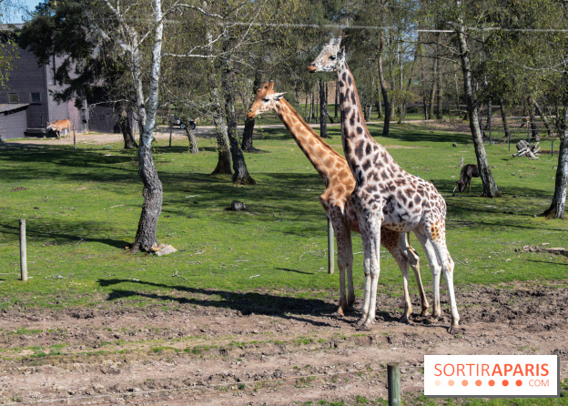 Zoo de Thoiry 2023 - Girafes