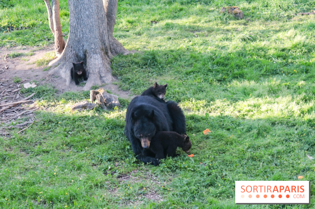 Les tanières du zoo de Thoiry 2023 - Ours