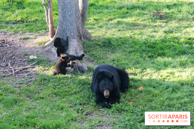 Les tanières du zoo de Thoiry 2023 - Ours