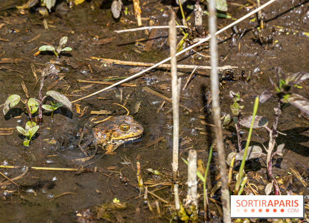 Sentier découverte de Maincourt - Vallée de Chevreuse - grenouille
