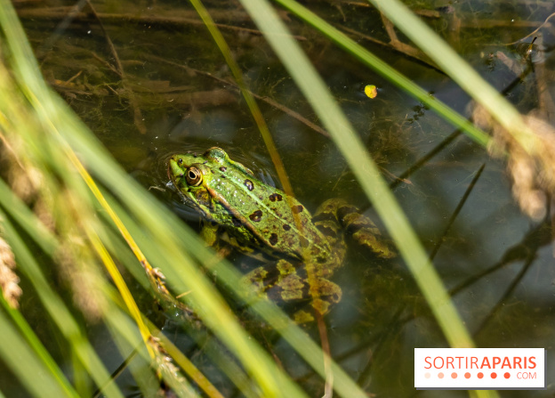 Sentier découverte de Maincourt - Vallée de Chevreuse - grenouille