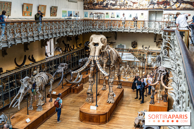 Le mammouth de Durfort restauré au Muséum national d’Histoire naturelle