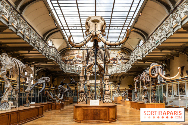 Le mammouth de Durfort restauré au Muséum national d’Histoire naturelle -  A7C7412