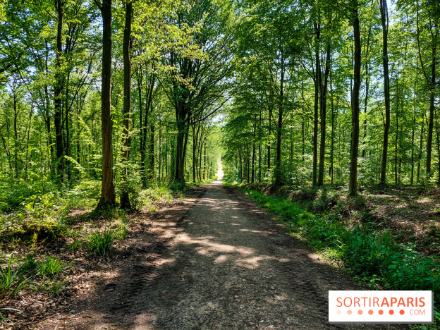 Balade nature dans la forêt de Montmorency, nos photos