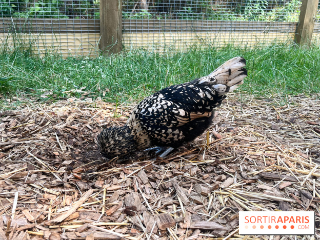 La ferme de la Villette et ses animaux - image00030