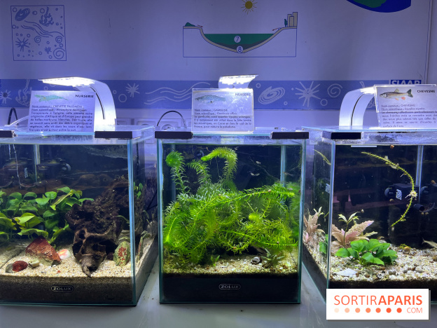 La Maison de la Pêche et de la Nature - image00016