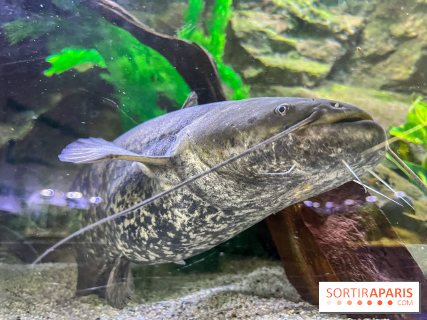 La Maison de la Pêche et de la Nature - image00019