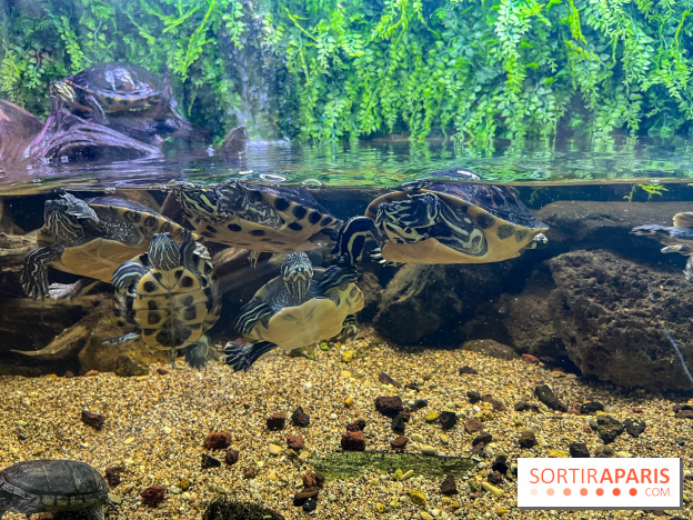 La Maison de la Pêche et de la Nature - image00022