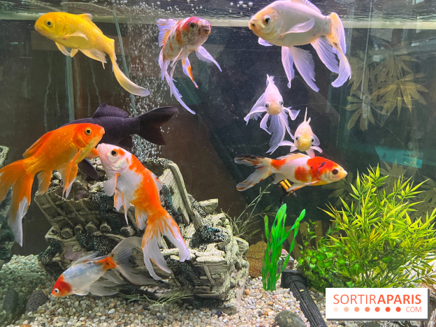 La Maison de la Pêche et de la Nature - image00004