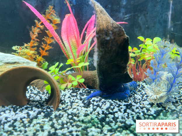 La Maison de la Pêche et de la Nature - image00007