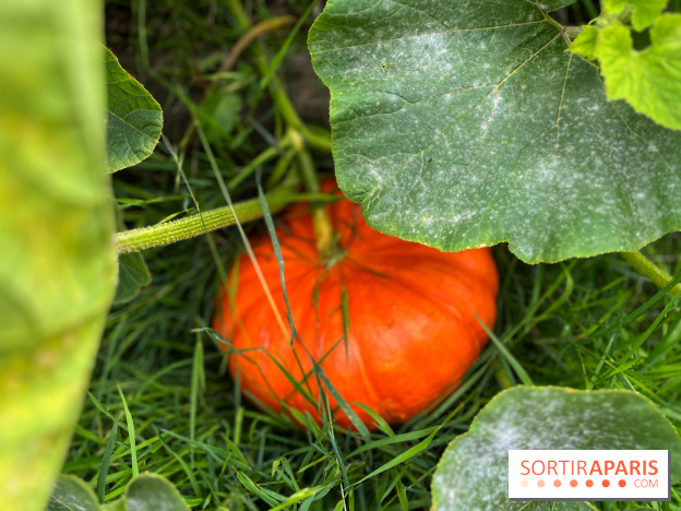 Potager du Roi