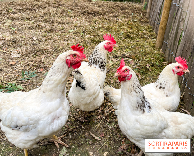 Les Rives de Paris, l'unique camping du 93 à Neuilly-sur-Marne - image00064