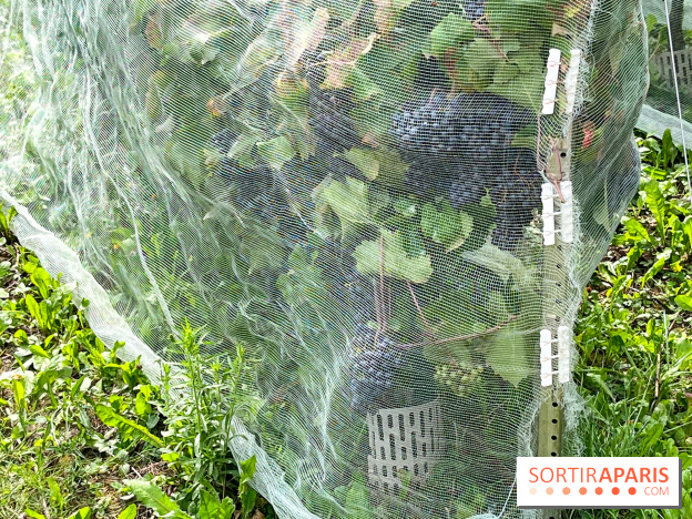 Le parc Georges Brassens, pour se croire à la campagne dans le 15e - image00025