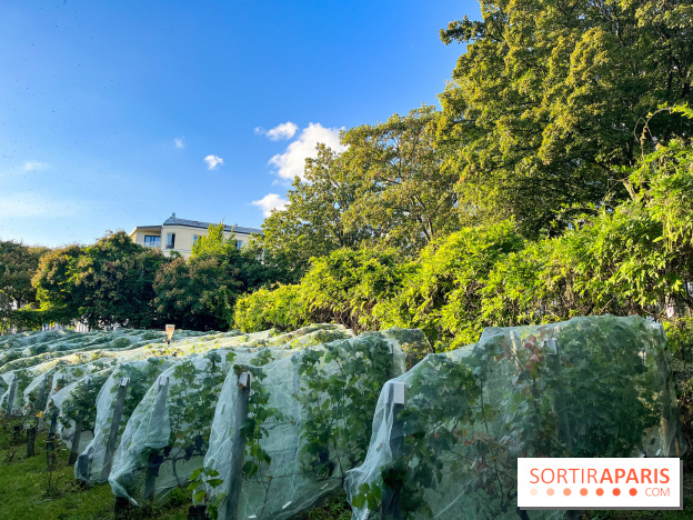 Vignes de Belleville - image00006