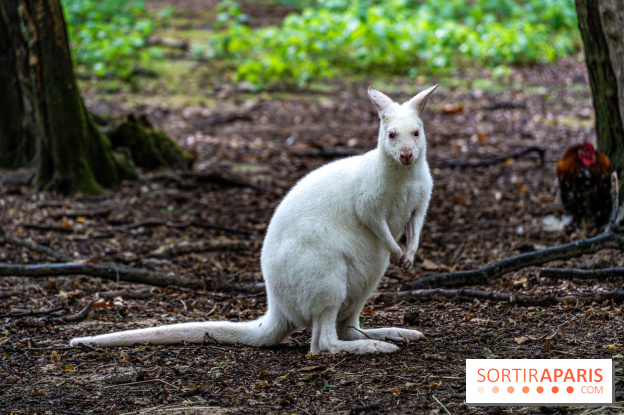 Le village de Janvry en Haute Vallée de Chevreuse - A7C0025