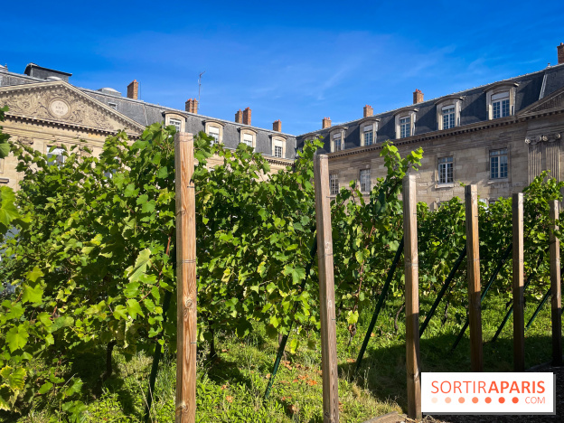 Vignoble Hôtel de Ville