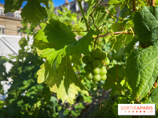 Vignoble Hôtel de Ville