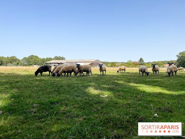 La Ferme des 4 Etoiles à Auffargis - image00047