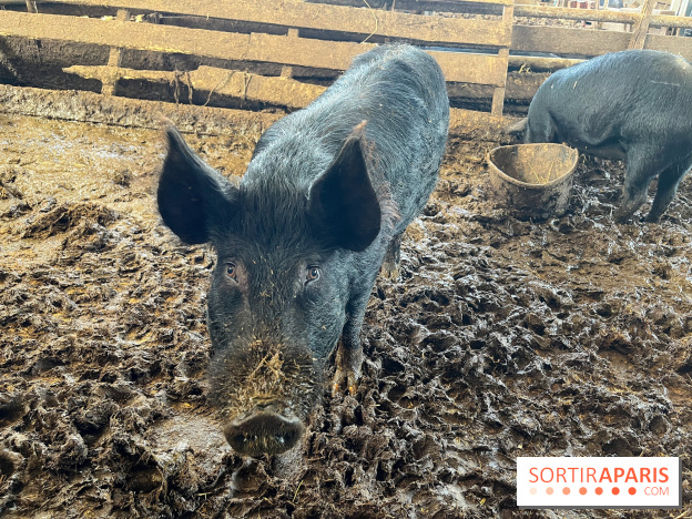 La Ferme des 4 Etoiles à Auffargis - image00022