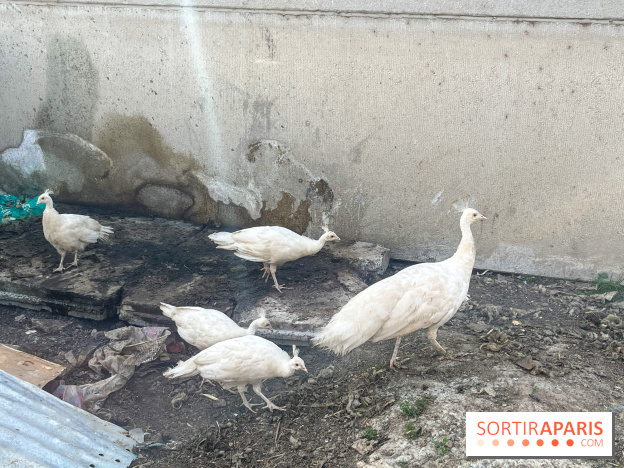 La Ferme des 4 Etoiles à Auffargis - image00015