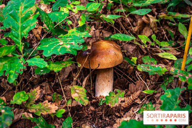 Le sentier des Maréchaux à Senlisse - Vallée de Chevreuse - champignons