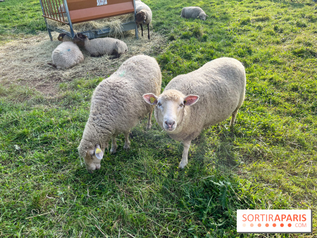 La ferme pédagogique du parc des Chanteraines