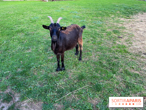 La ferme pédagogique du parc des Chanteraines