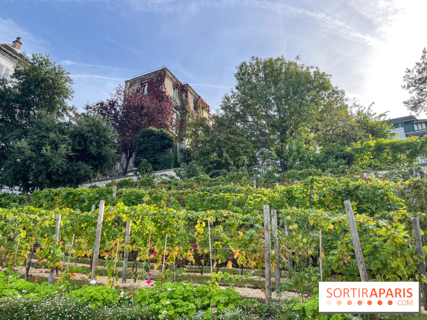 Vignes Montmartre - image00031