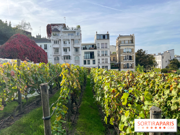 Vignes Montmartre