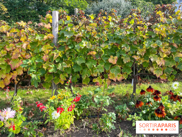 Vignes Montmartre
