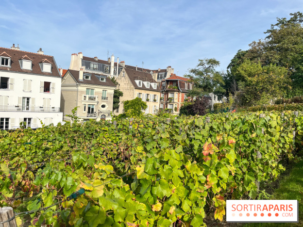 Vignes Montmartre