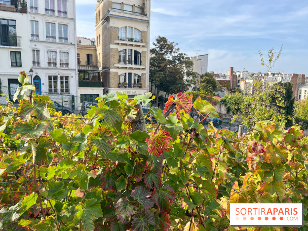 Vignes Montmartre