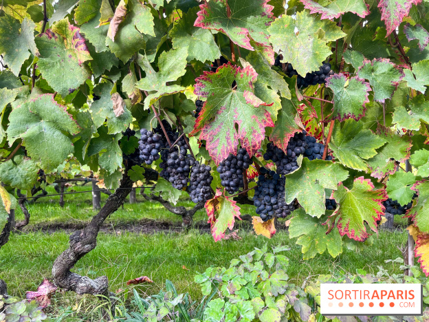 Vignes Montmartre - image00008