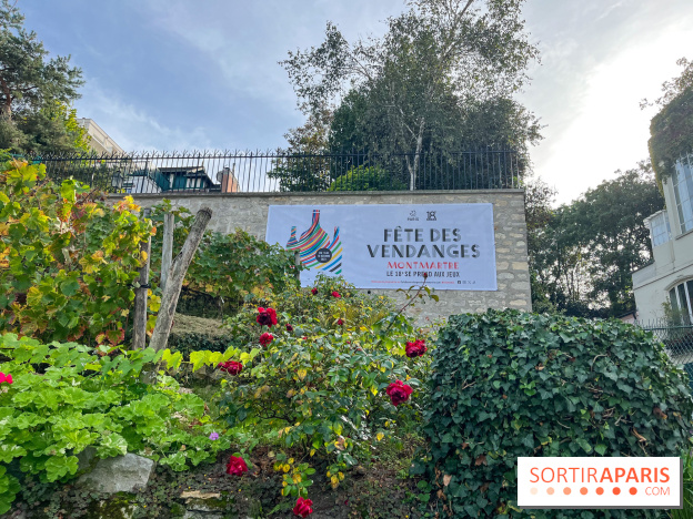 Fête Vendanges 2023 vignes