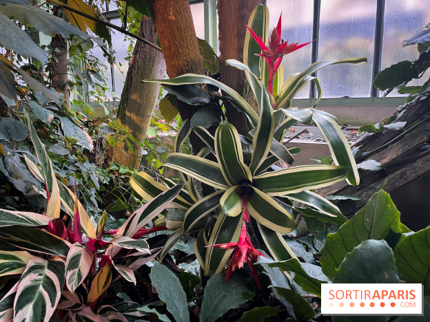 Automne Tropical 2023