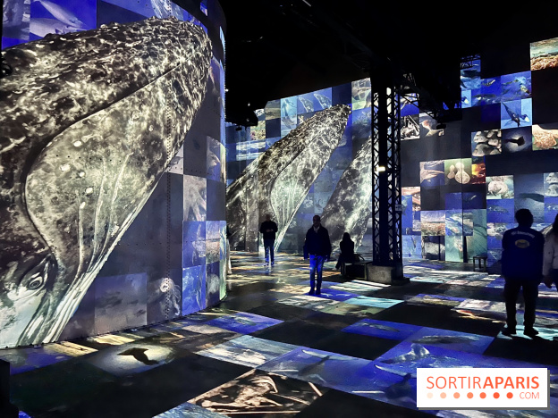 Océans, l'Odyssée Immersive à l'Atelier des Lumières - IMG 6244