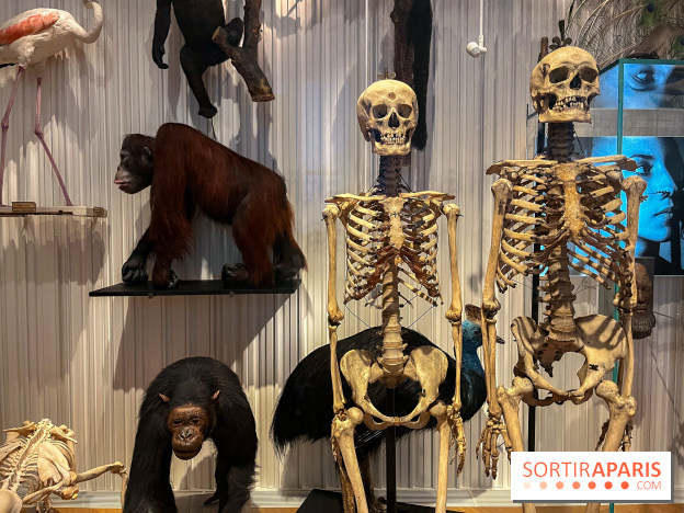 Le musée de l'Homme - collections permanentes