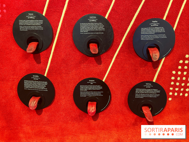 Le musée de l'Homme - collections permanentes - image00060