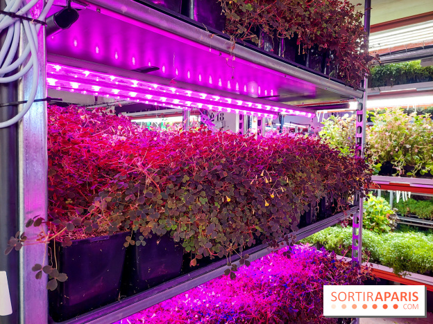 La Caverne, ferme urbaine bio à Paris, nos photos - 20240122 144115