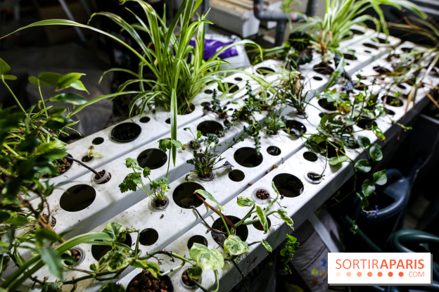 La Caverne, ferme urbaine bio à Paris, nos photos - IMG 2203