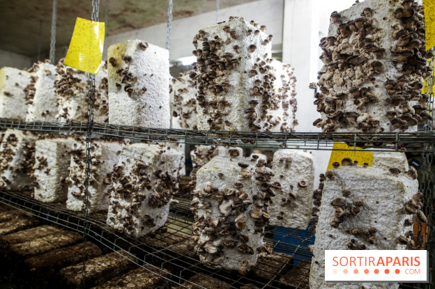 La Caverne, ferme urbaine bio à Paris, nos photos - IMG 2224